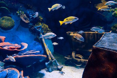 Alpentherme Gastein Meerwasser-Aquarium  | © Alpentherme Gastein/Marktl Photography