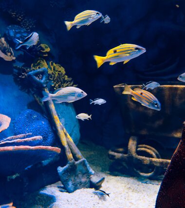 Alpentherme Gastein Meerwasser-Aquarium  | © Alpentherme Gastein/Marktl Photography