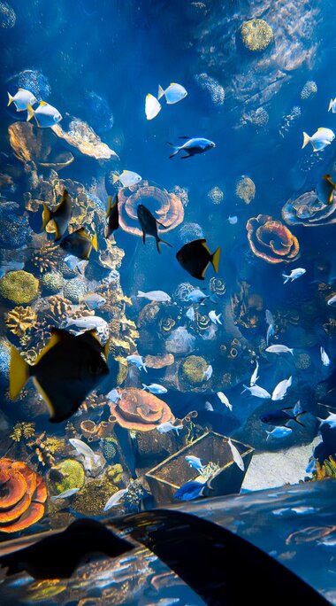 Unterwasserwelt im Montequarium der Alpentherme Gastein | © Alpentherme Gastein/Marktl Photography