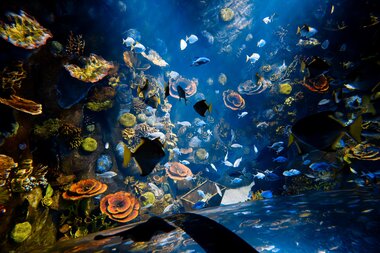 Unterwasserwelt im Montequarium der Alpentherme Gastein | © Alpentherme Gastein/Marktl Photography