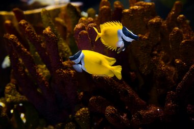 Montequarium Fuchsgesicht Kaninchenfisch | © Alpentherme Gastein/Marktl Photography