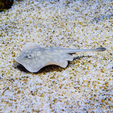 Montequarium Haller's Rundstechrochen | © Alpentherme Gastein/Marktl Photography