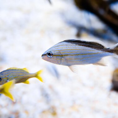 Montequarium Schwarzrücken Grunzer | © Alpentherme Gastein/ Marktl Photography