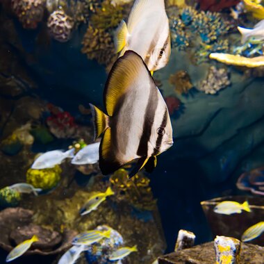 Montequarium Fledermausfisch | © Alpentherme Gastein/Marktl Photography