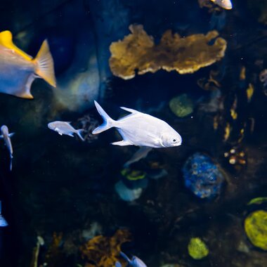 Montequarium Great Pompano | © Alpentherme Gastein/Marktl Photography