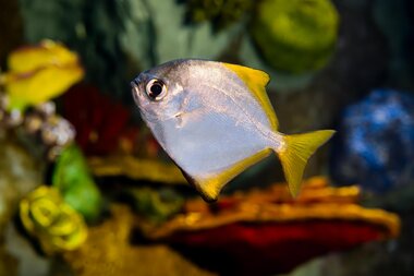 Montequarium Silberflossenblatt | © Alpentherme Gastein/Marktl Photography