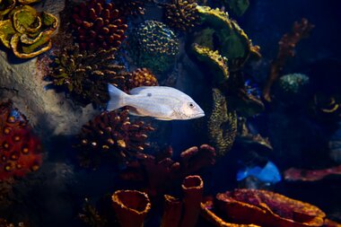 Montequarium Schnapper | © Alpentherme Gastein/Marktl Photography