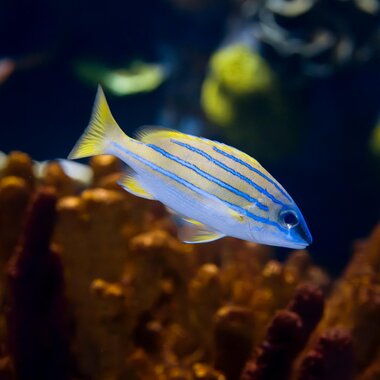 Montequarium Blaustreifen Schnapper | © Alpentherme Gastein/Marktl Photography