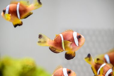 Montequarium - Oman-Anemonenfisch | © Alpentherme Gastein/Marktl Photography