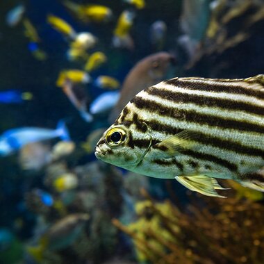 Nagasakifisch | © Adobe Stock