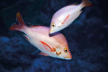 Buckel-Schnapper | © Adobe Stock